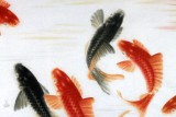 【已售】中國(guó)畫(huà)院周升達(dá)三尺錦鯉圖《魚(yú)躍龍門(mén)》