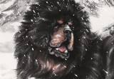 【已售】王貴邱 六尺斗方《高瞻遠矚》 當代著名藏獒畫家