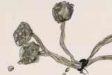 王永剛 四尺斗方《荷之三味》 國家一級美術(shù)師（詢價）
