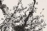 【已售】鄒本財 《遙知不是雪 為有暗香來》 公主嶺市美協常務副主席