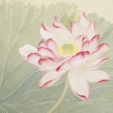 張瑰麗 四尺斗方工筆《一枝水玉無暇》 湖南省美術家協會會員